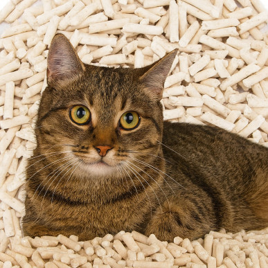 Żwirek Tofu dla Kota BIODEGRADOWALNY Ekologiczny 100% Naturalny 2,5kg 5l-RC-K-2020-Pool Garden Party- 5906301420262