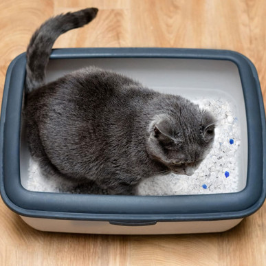 Żwirek Silikonowy dla Kota do Kuwety 1,5 kg Niezbrylający Bezpyłowy Wydajny-RC-K-2022-5906301420286-Pool Garden Party