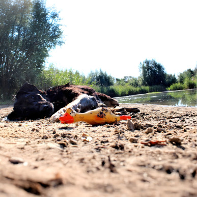 Duży piszczący kurczak dla psa – idealny do gryzienia, szarpania i aportowania 22 cm-RC-K-1720-Pool Garden Party