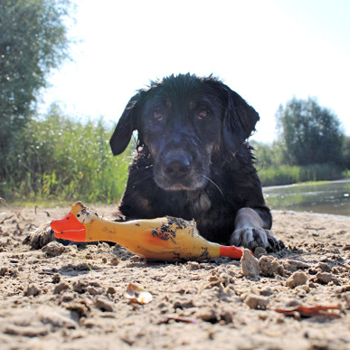 Duży piszczący kurczak dla psa – idealny do gryzienia, szarpania i aportowania 22 cm-RC-K-1720-Pool Garden Party