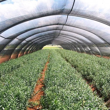 Siatka cieniująca maskująca 95% Mata na ogrodzenie płot 1,5 x 25m (60g) RC-K-1785-Pool Garden Party